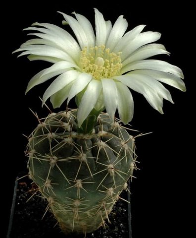 Gymnocalycium_mardelplatens